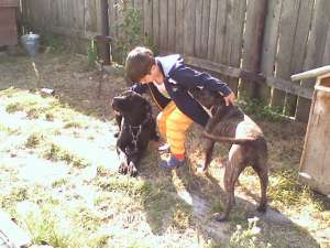 SUPER OFERTA ! CRESCATORI , PORC VIETNAMEZ!CAINI ! PASARA !FAZANI