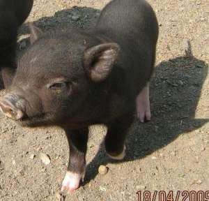 SUPER OFERTA ! CRESCATORI , PORC VIETNAMEZ!CAINI ! PASARA !FAZANI