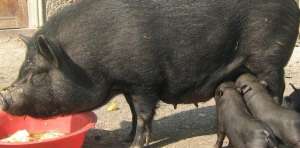 SUPER OFERTA ! CRESCATORI , PORC VIETNAMEZ!CAINI ! PASARA !FAZANI