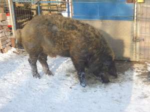 Vind sau schimb vier mangalita