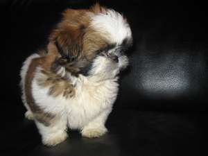 vand catel shih tzu