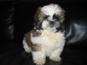 vand catel shih tzu