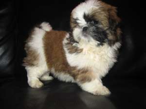 vand catel shih tzu