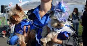 Yorkshire Terrier,  ,  Baia Mare