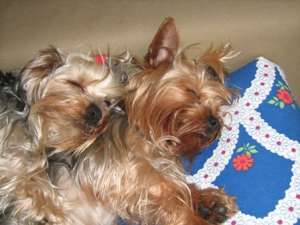 Yorkshire Terrier,  ,  Baia Mare
