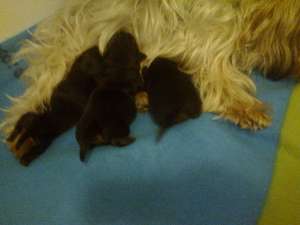 Yorkshire Terrier,  ,  Baia Mare