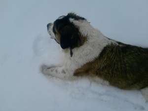 Vand femela saint bernard adulta