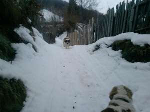 Vand femela saint bernard adulta