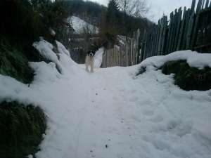 Vand femela saint bernard adulta