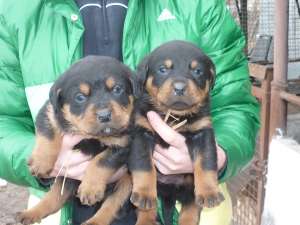 vand catei rottwailer din parinti cu pedigree