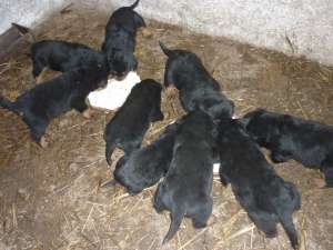 vand catei rottwailer din parinti cu pedigree
