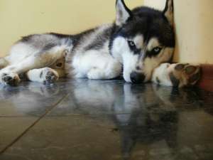 Caut catea Husky Siberian pentru imperechere