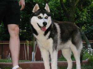 Caut catea Husky Siberian pentru imperechere