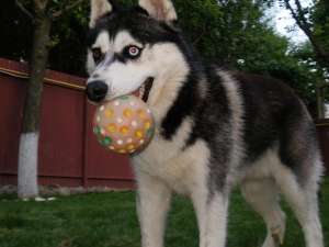 Caut catea Husky Siberian pentru imperechere