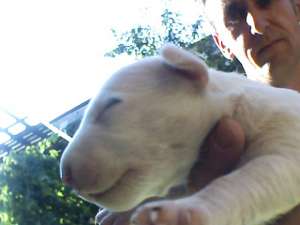 vand pui bull-terrier
