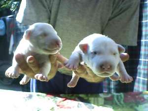 vand pui bull-terrier