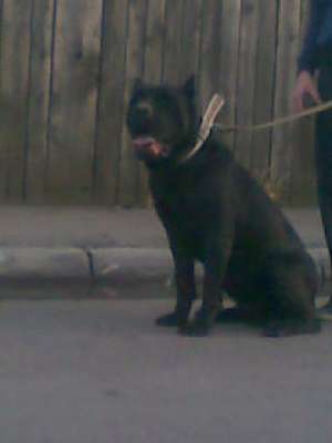 Cane Corso Talie Impresionanta