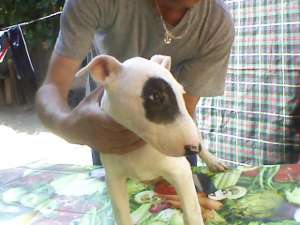 vand pui bull-terrier