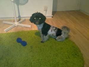 Caut femela shih tzu pentru monta