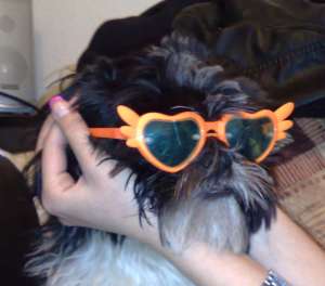 Caut femela shih tzu pentru monta