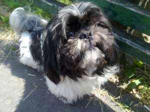 Caut femela shih tzu pentru monta