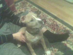 PIERDUT AMSTAFF >> RECOMPENSA