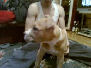 PIERDUT AMSTAFF >> RECOMPENSA
