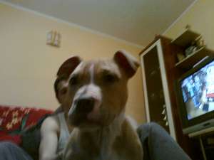 PIERDUT AMSTAFF