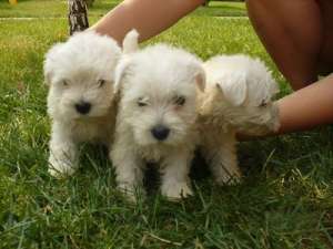 westie foarte frumos de vanzare 250 euro