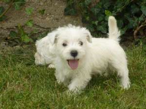 westie foarte frumos de vanzare 250 euro