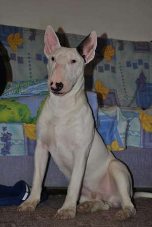 vand bull terrier