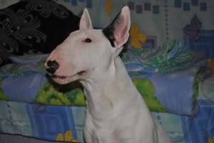 vand bull terrier