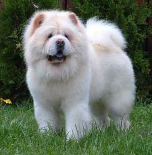 curs toaletaj canin