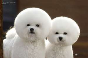 curs toaletaj canin