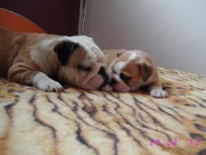 vand buldog englez cu pedigree