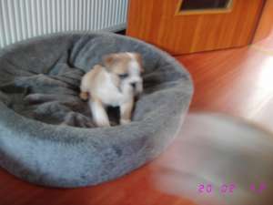 vand buldog englez cu pedigree