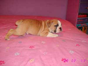 vand buldog englez cu pedigree