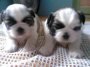 SHIH TZU