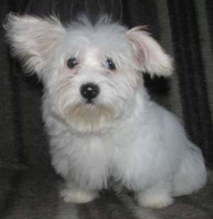 Bichon Maltez talie mica TOY