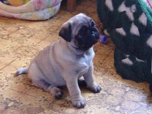 Adopt catel rasa mops