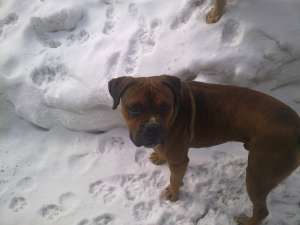 OCAZIE Boxer German