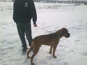 OCAZIE Boxer German