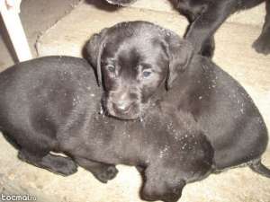 vand pui de labrador retriver