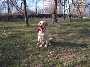 Labrador retriever