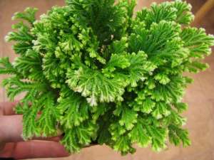 Trandafir de Jericho -  Selaginella lepidoph