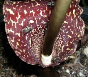 Crin Voodoo (Sauromatun venosum)