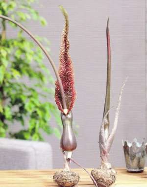 Crin Voodoo (Sauromatun venosum)