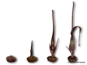 Crin Voodoo (Sauromatun venosum)