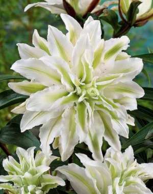 Crini Lilium Orientali dubli