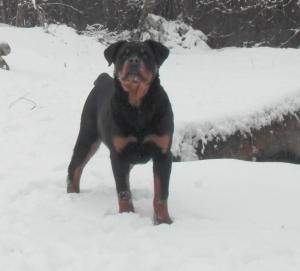 vand catei rottweiler